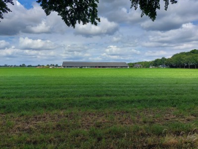 12-Weiland met op de achtergrond een veeschuur.jpg